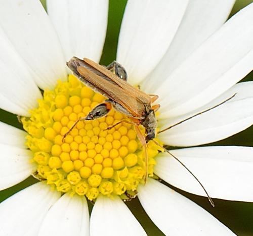 Réf. 286 280 : Oedemera podagrariae